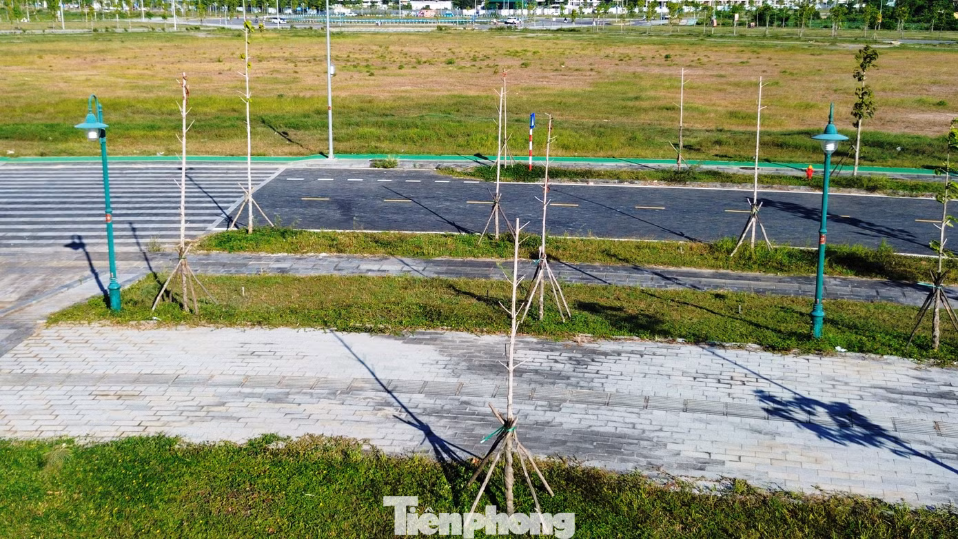 tp-c_3-cay-xanh-chet-hang-loat-1.jpg