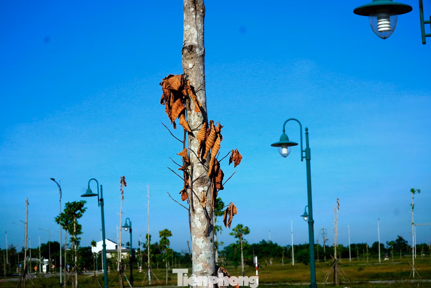 tp-c_9-1-cay-xanh-chet-hang-loat-2.jpg