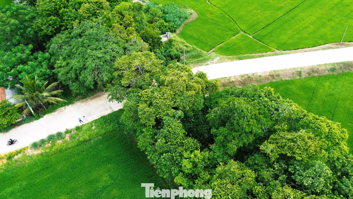 tp-c_7-loc-vung-phong-dinh.jpg