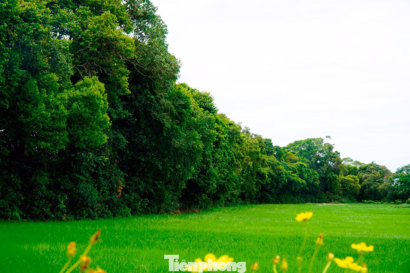 tp-c_2-loc-vung-phong-dinh.jpg