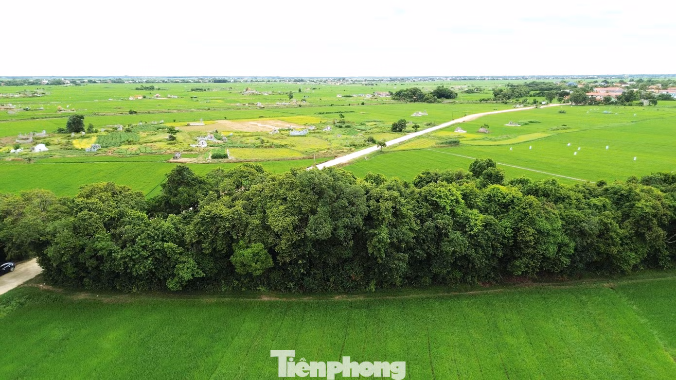 tp-c_8-loc-vung-phong-dinh.jpg