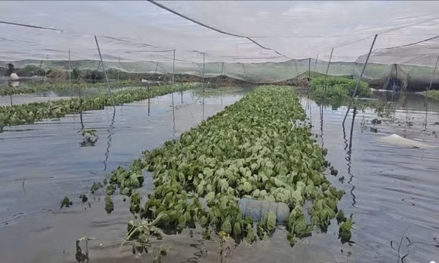 Chỉ sau một cơn mưa, vườn rau của nông dân TPHCM tan hoang như chưa từng tồn tại