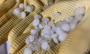 Mưa đá, giông lốc ở Quảng Ninh khiến 2 người tử vong