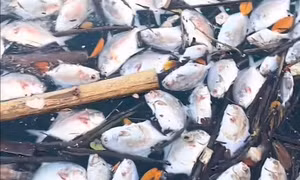 Cá chết hàng loạt chưa rõ nguyên nhân ở đặc khu Vân Đồn