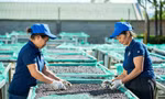 Việt Nam lợi gì sau việc EU đề xuất hoãn áp quy định chống phá rừng? 