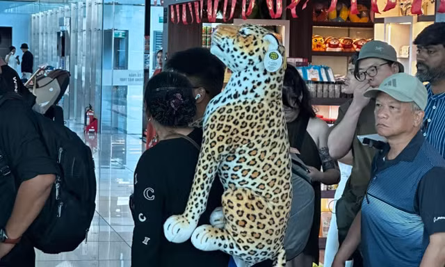 Người phụ nữ cõng báo đốm đi khắp sân bay Tân Sơn Nhất 