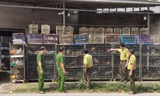Tạm giữ hơn 1.900 con chim cảnh vì 'không có hồ sơ hợp pháp'