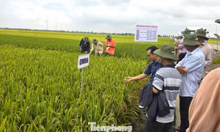 Cần có gạo Việt xanh, phát thải thấp