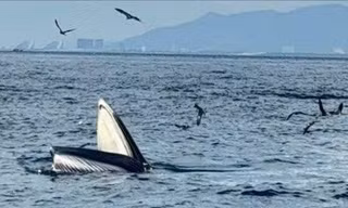 Trong một tuần, cá voi 2 lần xuất hiện ở vịnh Nha Trang