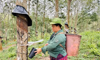 BÀI 3: Cả nhà làm cao su – Từ bản xa đổi đời