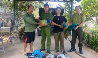 Nuôi làm cảnh suốt nhiều năm, người dân tự nguyện giao nộp 9 chim công Ấn Độ quý hiếm
