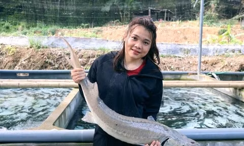 Cô gái Mường nuôi cá tầm ở Thanh Hóa trúng cử đại biểu HĐND tỉnh