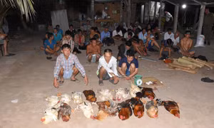Công an đột kích điểm đá gà ăn tiền, bắt giữ hàng chục đối tượng