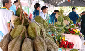 Sầu riêng miền Tây không thua kém Thái Lan, vậy vấn đề là gì?