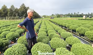 Người trồng cúc mâm xôi lo mất Tết