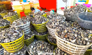 Chuyện gì đang xảy ra với hàu Quảng Ninh? 
