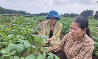 Người gieo ‘no ấm’ trên những cánh đồng ở Nà Bấc