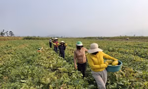 Góp sức ‘giải cứu’ 10 tấn dưa giúp người phụ nữ không may gặp tai nạn