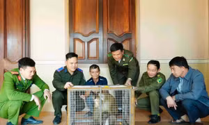 Phát hiện cá thể khỉ đuôi lợn tại vườn, người đàn ông bắt rồi đưa đi giao nộp