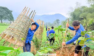 Tuổi trẻ Nghệ An trồng hàng nghìn cây xanh đầu xuân
