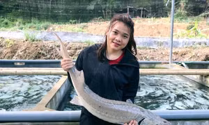 Cô gái Mường nuôi cá tầm ở Thanh Hóa trúng cử đại biểu HĐND tỉnh