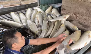 Lồng nuôi cá trắm của gia đình ông Tưởng bị chết hàng loạt, gây thiệt hại lớn.