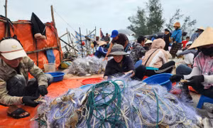 Vươn khơi sau mưa lũ, ngư dân trúng đậm ghẹ biển, thu hàng triệu đồng