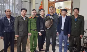 Cá thể động vật quý hiếm trong Sách đỏ bò vào vườn nhà dân