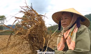 Nông dân bất lực nhìn cánh đồng lúa sắp chín thối rữa sau mưa lũ