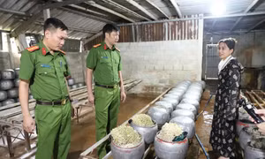 Phát hiện cơ sở sản xuất gần 5 tạ giá đỗ ngâm chất cấm
