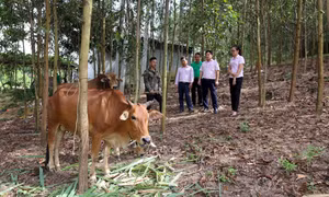 Hiệu quả từ vốn vay của ngân hàng chính sách