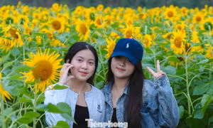 Bạn trẻ nườm nượp check-in vườn hoa hướng dương ở quê Bác