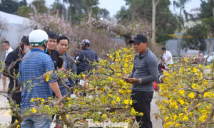 Mai vàng khoe sắc rực rỡ hút khách cận Tết