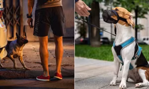 Người dắt chó ra nơi công cộng phải có dây xích và đeo rọ mõm cho chó