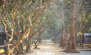Chùa Hương 'thay áo mới' 