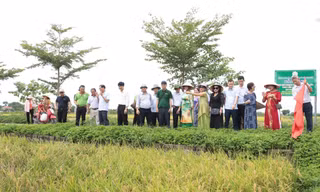 Hà Nội: Đẩy mạnh chuỗi giá trị gạo hữu cơ Đồng Phú