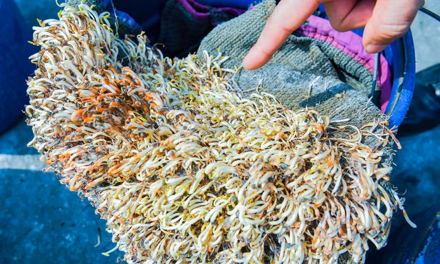 Hải Phòng tiêu hủy 5 tấn giá đỗ ngâm hóa chất