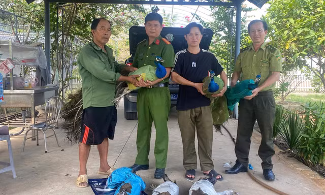 Nuôi làm cảnh suốt nhiều năm, người dân tự nguyện giao nộp 9 chim công Ấn Độ quý hiếm
