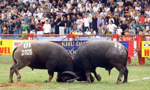 32 'ông trâu' đấu vòng loại ở Đồ Sơn
