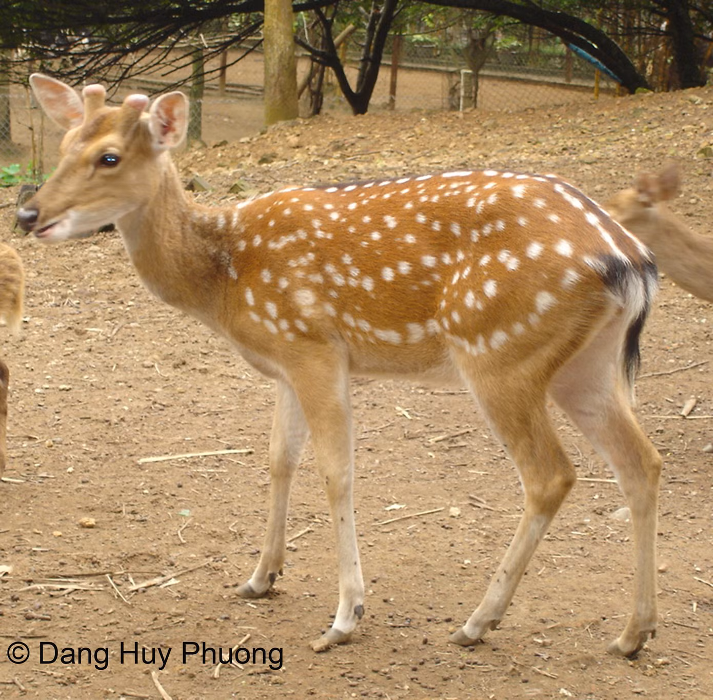 huou-sao-nuoi-nhot-dang-huy-phuong.jpg