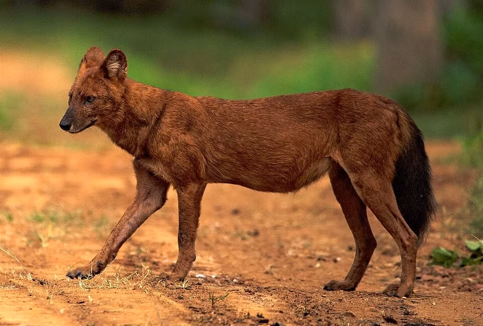 soi-lua.jpg