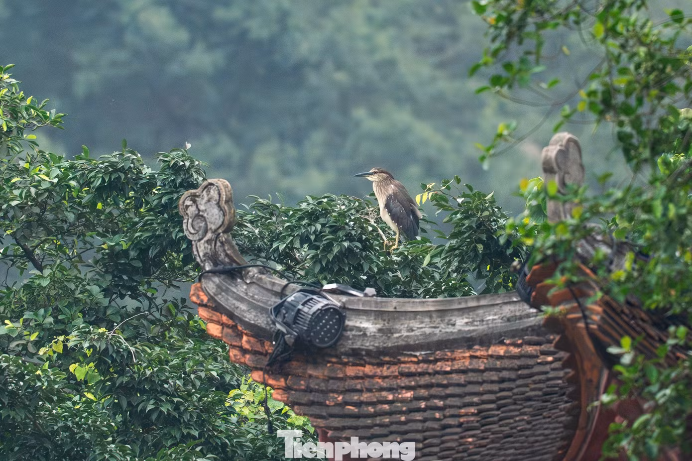 tp-chim-hoang-da-ve-ho-guom-lam-to-24.jpg