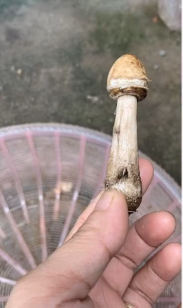 Ba mẹ con ngộ độc vì nghĩ nấm mọc dại là nấm hương.