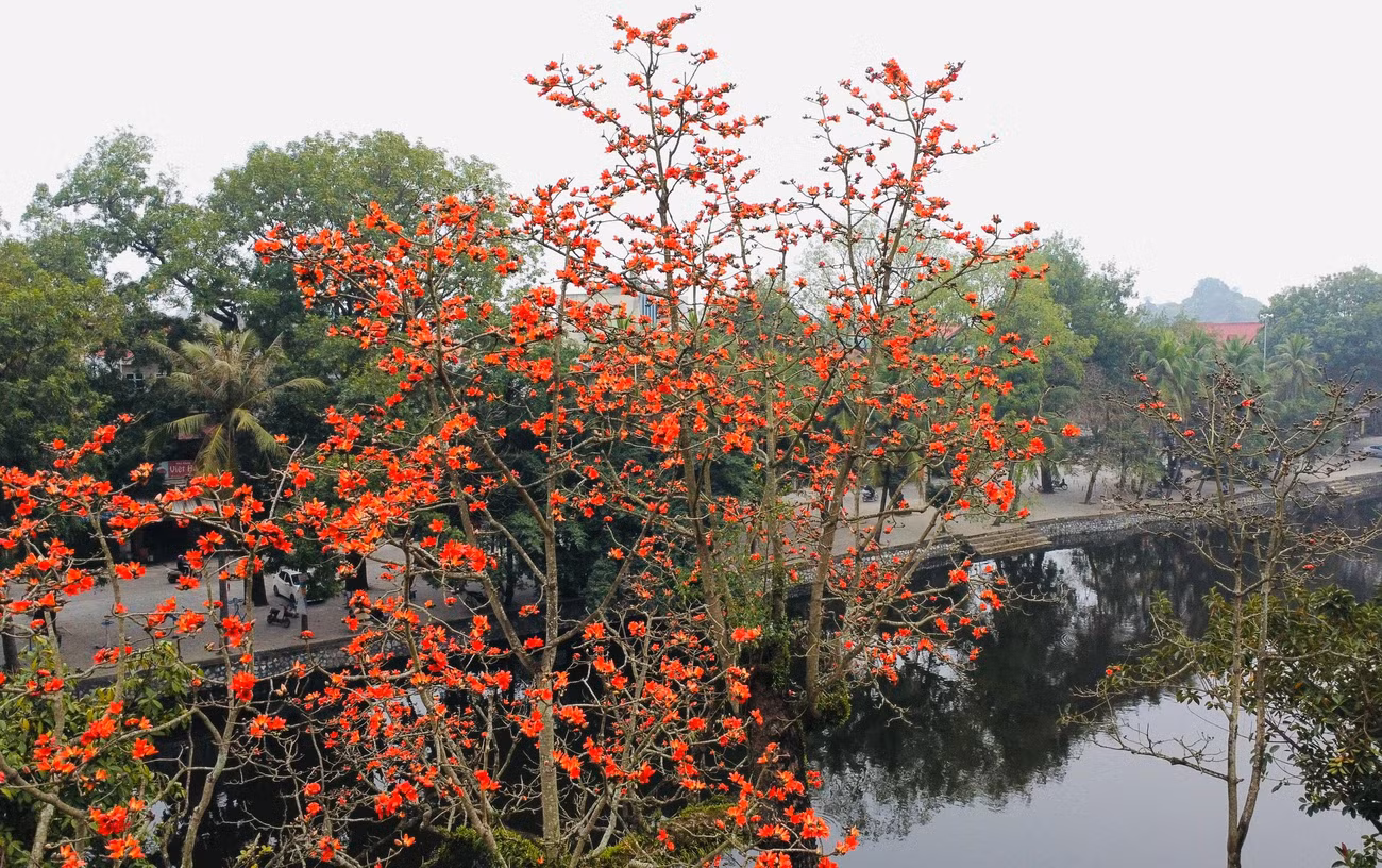 Sắc đỏ rực rỡ nổi bật trên nền trời.
