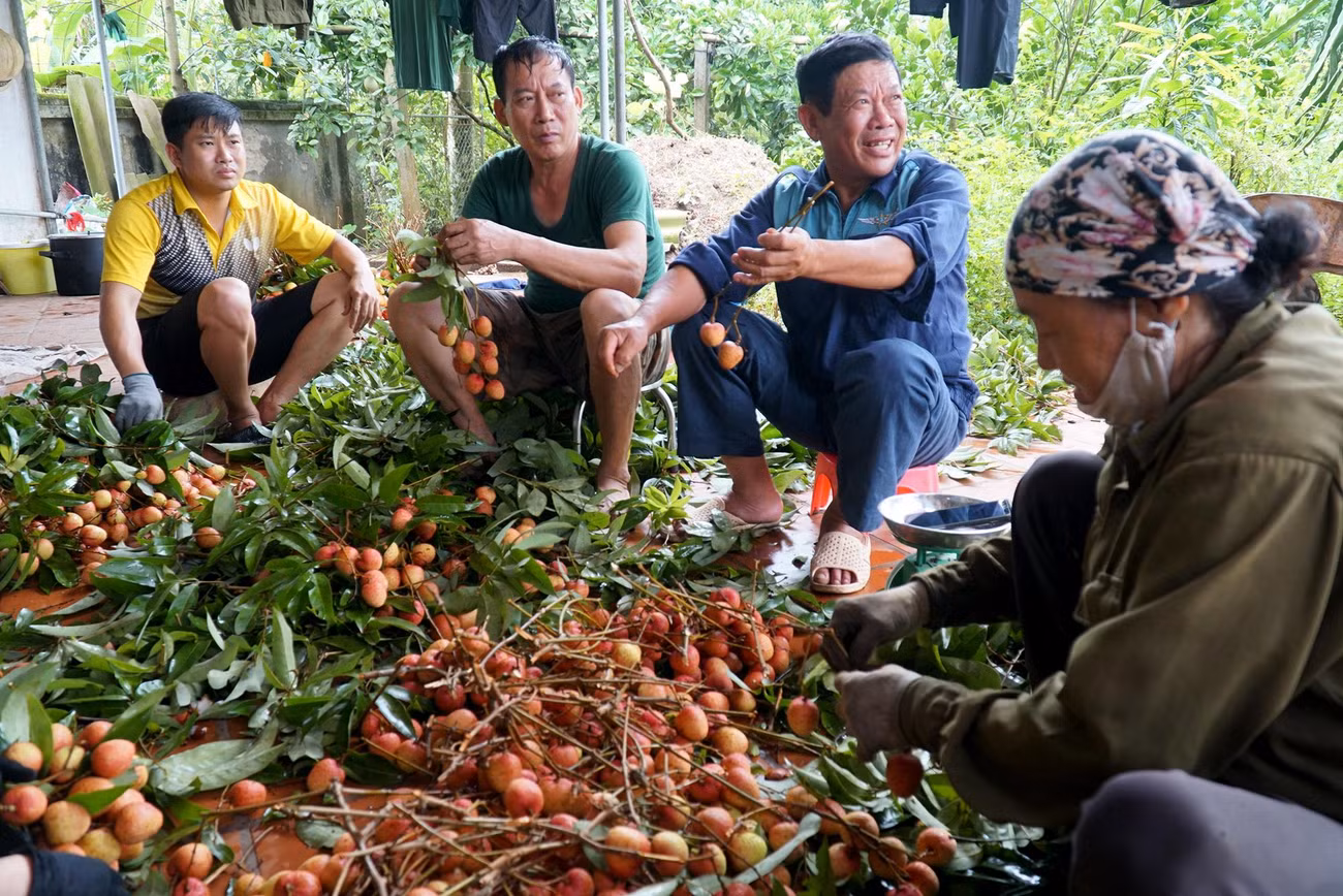 Những ngày này đi khắp thủ phủ vải Thanh Hà, đều bắt gặp nụ cười hồ hởi của các hộ gia đình.
