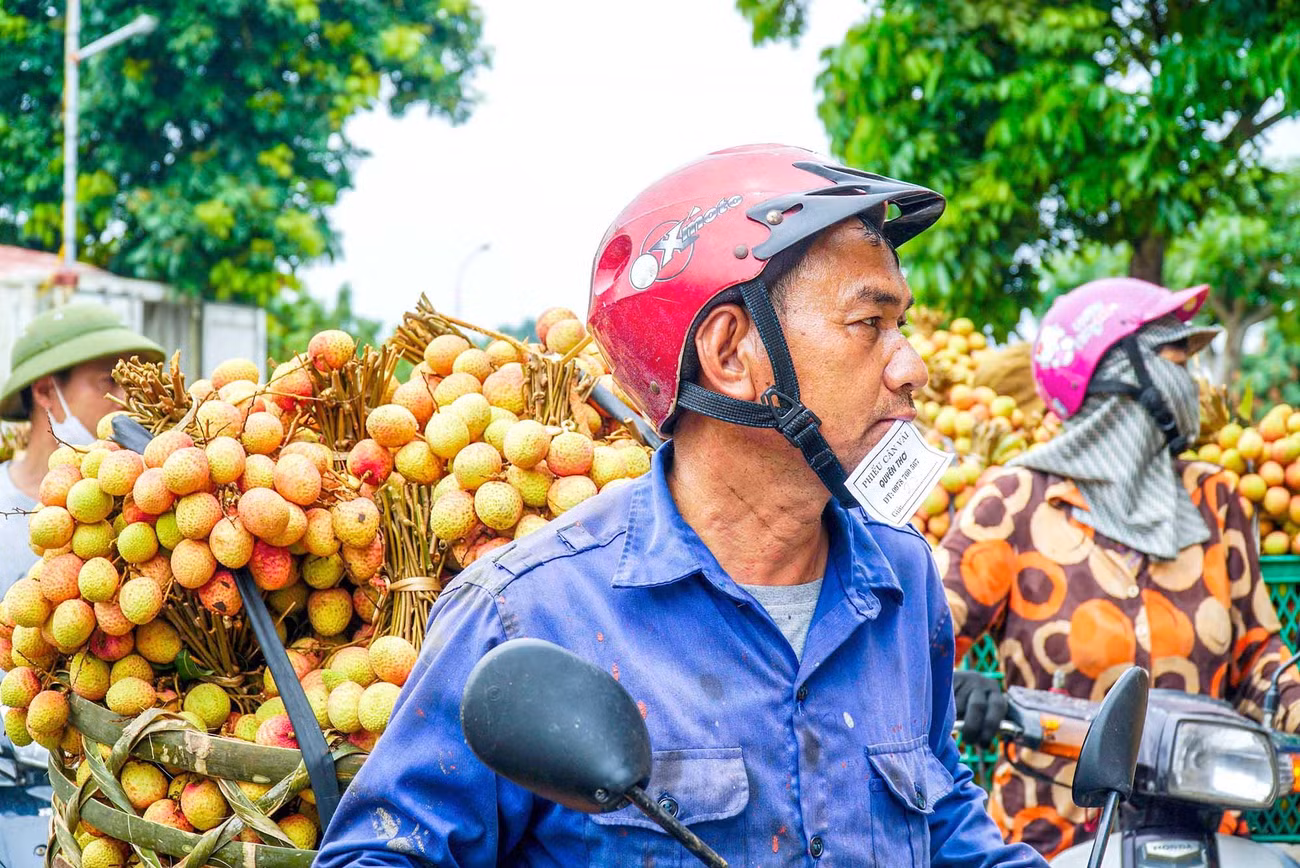 Người đàn ông ngậm phiếu cân vải, xếp hàng chờ tới lượt vào bán cho thương lái tại một điểm cân ở xã Thanh Quang (Thanh Hà).
