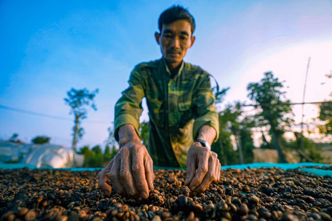 Sau khi ăn vào bụng, lớp thịt của hạt cà phê được tiêu hóa, phần nhân trong quá trình đi qua hệ tiêu hóa của chồn sẽ gặp các enzyme và xảy ra quá trình lên men tự nhiên. Nhân được thải ra ngoài và qua quá trình xử lý kỹ lưỡng cho ra loại cà phê chồn có hương vị cực kỳ đặc trưng và độc nhất.