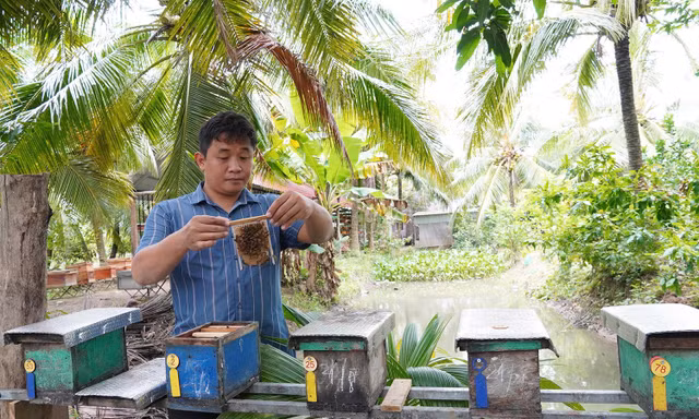 Bỏ nghề IT về quê nuôi ong, chàng trai Cần Thơ kiếm tiền tỷ mỗi năm
