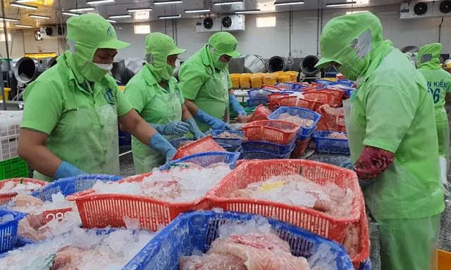 Xuất hiện thị trường trọng điểm mới của cá tra Việt