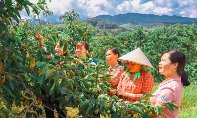 Mô hình phát triển quả hồng đặc sản Bảo Lâm (huyện Cao Lộc, tỉnh Lạng Sơn)